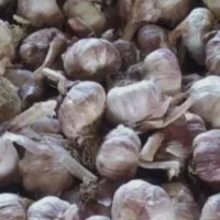 فروش سیر مغان عمده