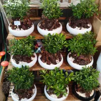 گل بونسای میخک به قیمت تولیدی