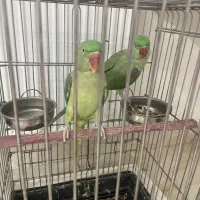 شاه طوطی|پرنده|قیامدشت - خاورشهر, |دیوار