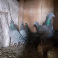 آلمانی|پرنده|شاهرود, |دیوار