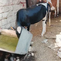 گاو آبستن با گوساله نر