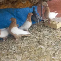 جوجه سینه ای|پرنده|لنجان, |دیوار