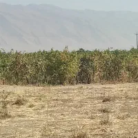 سلام زمین درشهرستان کوار جاده محموداباد