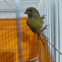 قناری ماده پس کوزه ای نژاد الاس  سهره گلبسر