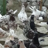 پرنده کبوتر