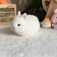خرگوش