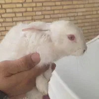 خرگوش