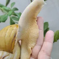 واگذاری فوری رایگان **