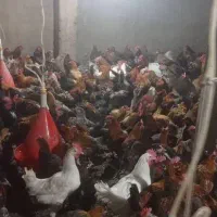 مرغ و خروس محلی|حیوانات مزرعه|مرودشت, بیست متری بیمارستان|دیوار