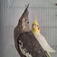 یک جفت عروس هلندی نروماده