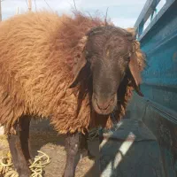 بره نرهترو وهمو بذری