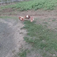 بوقلمون تخم گذار