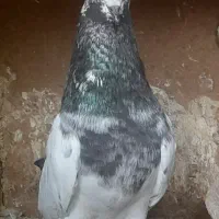 کبوتر|پرنده|رشت, جانبازان|دیوار