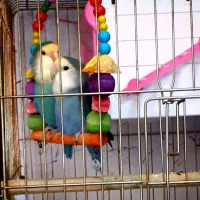 یک جفت کوتوله برزیلی بسیار زیبا و خواستنی|پرنده|مشهد, کوشش|دیوار