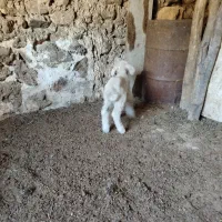 میش جوان داشتی|حیوانات مزرعه|چیتاب, |دیوار