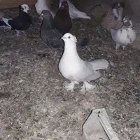 گمشده