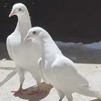 کبوتر پتی والا اصیل و خون خالص