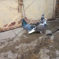 دودی قارایی