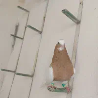 طوق شازده ای