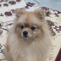 فروش سگ پامر