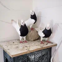 طوق سیاه واکسی نر ماده