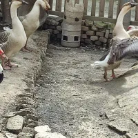 غاز و تخم غاز نطفه دار فروشی