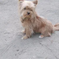 واگذاری پاکوتاهعروسکی