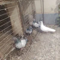 کبوتر|پرنده|چابهار, |دیوار