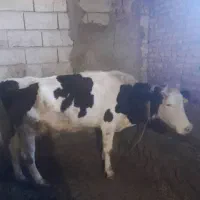 گاو شیری با گوساله ۲۰روزه