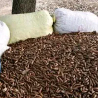 آرد بلوط دامی و خروس محلی