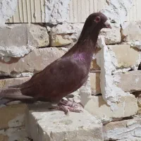 کفترپلاکی|پرنده|یزد, |دیوار