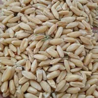 خرید جو و گندم
