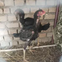 جوجه لاری 3 ماهه مرغ و خروس افغان|حیوانات مزرعه|خان ببین, |دیوار