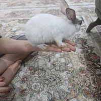 خرگوش