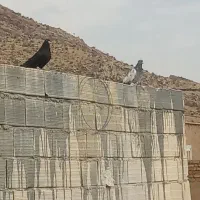 کبوتر بهبونی بزن