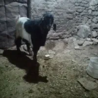 دوارس بزغاله نر|حیوانات مزرعه|دهگلان, |دیوار