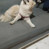 سگ تربیت شده|سگ|شهریار, فرارت|دیوار