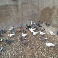 ۱۰۰ کبوتر از ۱۵۰ تا ۲۰۰ تا ۲۵۰|پرنده|مرودشت, نقش رستم|دیوار