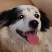 سلام به شماعزیزان سگ اشپیتز گمشده