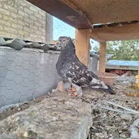 کبوتر سرور نر|پرنده|فولادشهر, A1|دیوار