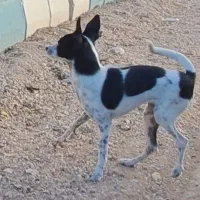 حدود یک ماه سگم در حوالی جعفر آباد گم شده
