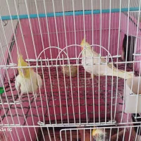 چند جفت عروس و کوتوله