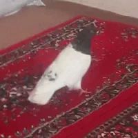 کبوترکودش