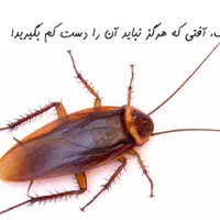 سمپاشی کلاسیک|خدمات نظافت|اسلام‌شهر, باغ فیض|دیوار