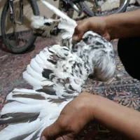 سور پلاکی مسافتی|پرنده|بم, |دیوار