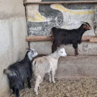 چپش بز وبزغاله|حیوانات مزرعه|پاکدشت, پاکدشت (مامازند)|دیوار