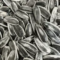 تخمه