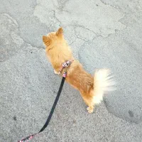 واگذاری سگ خانگی