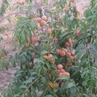 باغ|فروش زمین و ملک کلنگی|سرخنکلاته, |دیوار