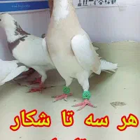 سه تا کفتر شکار روز|پرنده|گنبد کاووس, |دیوار